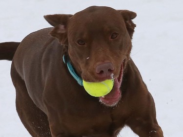 Penny the lab retrieves a ball while playing at Delki Dozzi Memorial Park in Sudbury, Ont. on Wednesday March 3, 2021. John Lappa/Sudbury Star/Postmedia Network