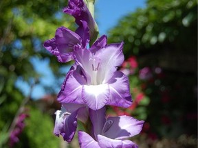 Gladiolas are best saved until early May when they are planted directly in the garden.Supplied