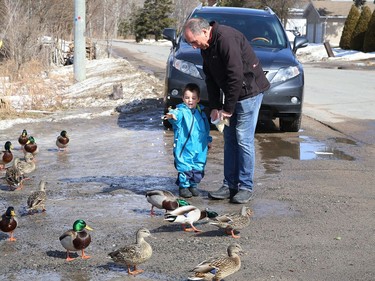 James DeMarco looks on as his grandson, Cameron, feeds ducks in Sudbury, Ont. on Thursday March 11, 2021. John Lappa/Sudbury Star/Postmedia Network