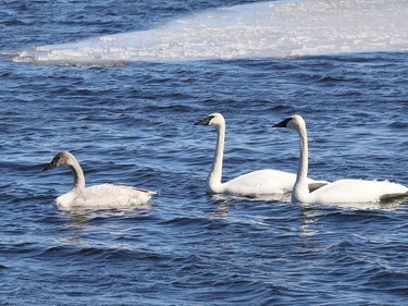 Swans glide across an open section of water on Kelly Lake in Sudbury, Ont. on Friday March 12, 2021. A new report ranks Sudbury as the 99th most liveable city in Canada. John Lappa/Sudbury Star/Postmedia Network