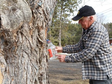 Daniel Boisvert, of Naughton, Ont., taps a neighbour's maple tree for sap to make maple syrup on Tuesday March 23, 2021. John Lappa/Sudbury Star/Postmedia Network