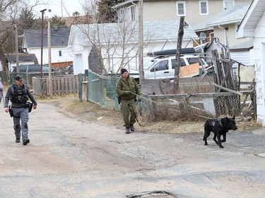 Greater Sudbury Police and Ontario Provincial Police canine unit officers conduct a joint training exercise with Ash in Sudbury, Ont. on Wednesday March 31, 2021. John Lappa/Sudbury Star/Postmedia Network