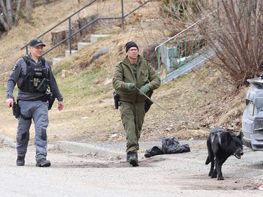 Greater Sudbury Police and Ontario Provincial Police canine unit officers conduct a joint training exercise with Ash in Sudbury, Ont. on Wednesday March 31, 2021. John Lappa/Sudbury Star/Postmedia Network