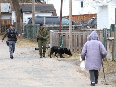 Greater Sudbury Police and Ontario Provincial Police canine unit officers conduct a joint training exercise with Ash in Sudbury, Ont. on Wednesday March 31, 2021. John Lappa/Sudbury Star/Postmedia Network
