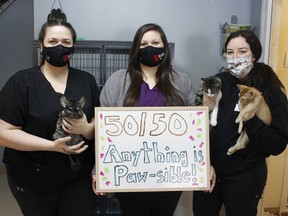 Brooke Guillemette, receptionist at the Timmins and District Humane Society, on left, was holding Bella, while Alicia Santamaria, executive director at the shelter, is encouraging everyone to participate in their ongoing virtual 50/50 draw event, with Emily Jensen, an animal care worker, who was holding Lima Bean and kitten Suraya. 

RICHA BHOSALE/The Daily Press