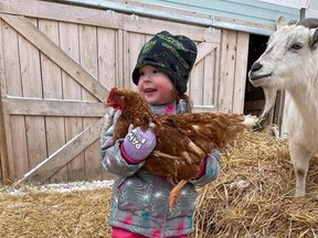 Madison Yates, 3, cradles a chicken named Caramel while Sugar, a goat, looks on during her recent visit at Crazy Acres Farm in Iroquois Falls. The farm is hosting a variety of Easter-themed activities including a scavenger hunt Saturday, April 3.

Supplied