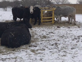 texas cattle