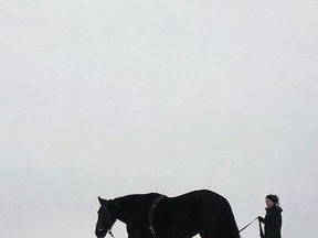 Thomasina Orr trains Jethro after adopting the wild mustang from the United States.