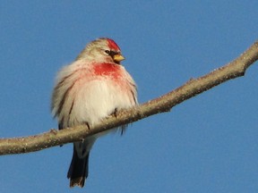 This red poll is fluffed out for better insulation to combat very frigid temperatures.