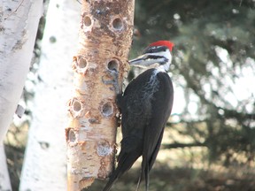 According to James Audubon, pileated woodpecker are not that tasty. Note the homemade and obviously very successful suet feeder.