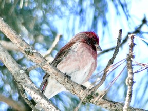 This purple finch was an early April arrival last spring.