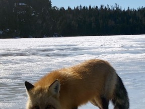 A black bear taking care of a red fox? Who has ever heard of that?