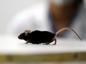 Shaun Malley, a spokesperson for Laurentian University, acknowledged Thursday that with the closure of some LU facilities, programs and research labs, there are about 200 small animals — mostly mice and rats — that are scheduled to be euthanized. REUTERS/Leon Kuegeler