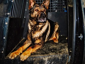 Harp inside the police cruiser. PHOTO: RCMP