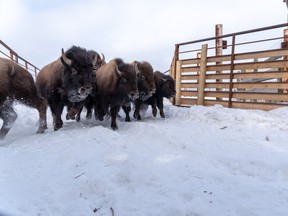 Bison handling operations at Elk Island National Park