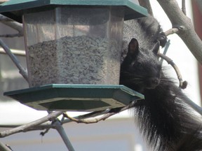 Keeping bird feeders filled year-round not only benefits our fine-feathered friends, but also keeps other neighbourhood creatures’ bellies full.  JEFFREY OUGLER