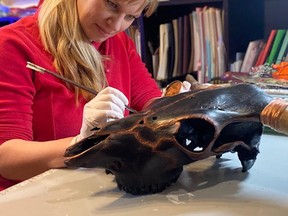 Beaumont artist Dalena MacLeod transforms a cow skull into a work of art.
(Supplied by Artists' Association of Beaumont)