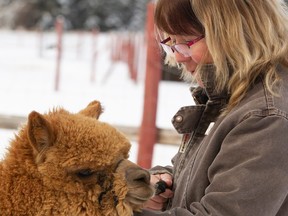 Jody Pellerin, who runs Backyard Alpacas with her husband Kevin just east of Grande Prairie, has names for each of the animals in her current herd of 25 animals.
 RANDY VANDERVEEN