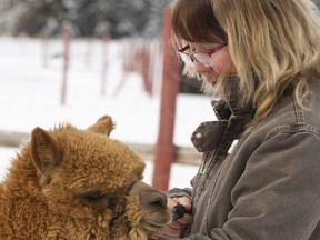 Jody Pellerin, who runs Backyard Alpacas with her husband Kevin just east of Grande Prairie, has names for each of the animals in her current herd of 25 animals.
 RANDY VANDERVEEN