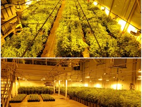 "Thousands" of cannabis plants were seized in a drug raid in Tillsonburg involving at least three police units, Oxford County OPP report. (OPP Twitter)