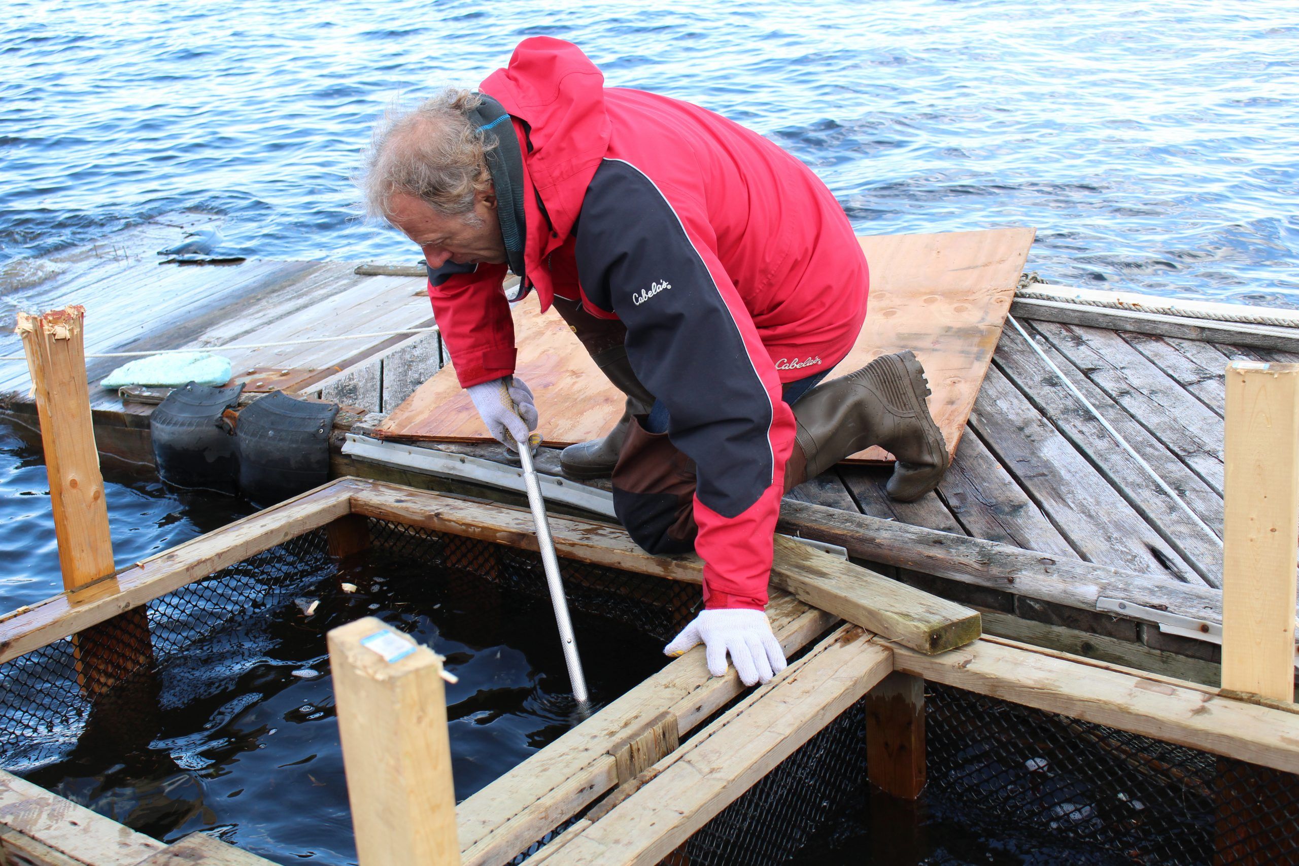 All you need to know about smelts — 'the french fry of the lake' -  Piscataquis Observer