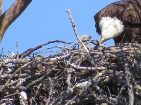 May 12, 2020 on West Bay, Keewatin. The flat (not cupped) surface of the nest is covered with much finer materials.