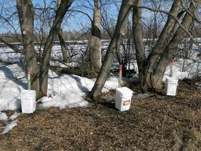 When spring temperature variables are just right, sap flows freely from these Manitoba maples just outside Portage la Prairie to eventually become maple syrup. (Ted Meseyton)