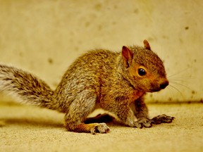 Bryden’s Den Wildlife Rehabilitation Centre in Port Ryerse is free to resume tending to young wildlife in distress following Norfolk council’s decision this week to grant it the required zoning. Spring is a busy season for Bryden’s Den as many young animals, such as this juvenile squirrel, venture out into the wild for the first time. – Monte Sonnenberg