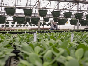 Heather Sware works among bedding plants at Willow Valley Greenhouses south east of Saskatoon Island Provincial Park, Greenhouses will be busy the next few months as gardeners ranging from the seasoned to the new beginners look forward to a summer of exercising their green thumbs. PHOTO RANDY VANDERVEEN