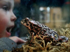 Northwestern Alberta is home to the largest of the toads found in Alberta Ñ the western or boreal toad. In this 2015 file photo Bjorn Fox, then 3,  gets up close and personal with a western toad at the John Janzen Nature Centre  in Edmonton, Alta. FILE PHOTO TOM BRAID