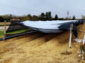 Heavy snow this week flattened ginseng shade over large acreages in some areas of Norfolk, Brant and Oxford counties. Here, this shade structure groans under the weight of accumulated snow at a farm on Turkey Point Road west of Simcoe. – Monte Sonnenberg