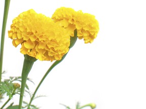 Marigold flowers