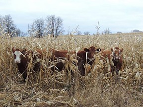 Corn grazing is used to extend the grazing season and cut down on winter feeding cost. (Supplied photo)