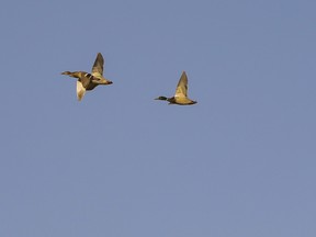 Everything’s just ducky
A trio of mallard ducks fly across the blue Alberta sky south of Grande Prairie on a spring morning.  PHOTO RANDY VANDERVEEN