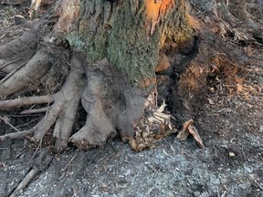 Southcott Pines resident Mary Anne Vanos was heartbroken by her discovery of the removal of old oak trees from a lot on Shoreline Drive. She shared photos of the remaining stumps on a Grand Bend community Facebook page, drawing attention from concerned residents. Handout