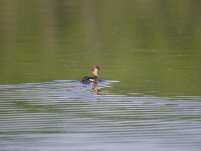 A female red-breasted merganser. RANDY VANDERVEEN