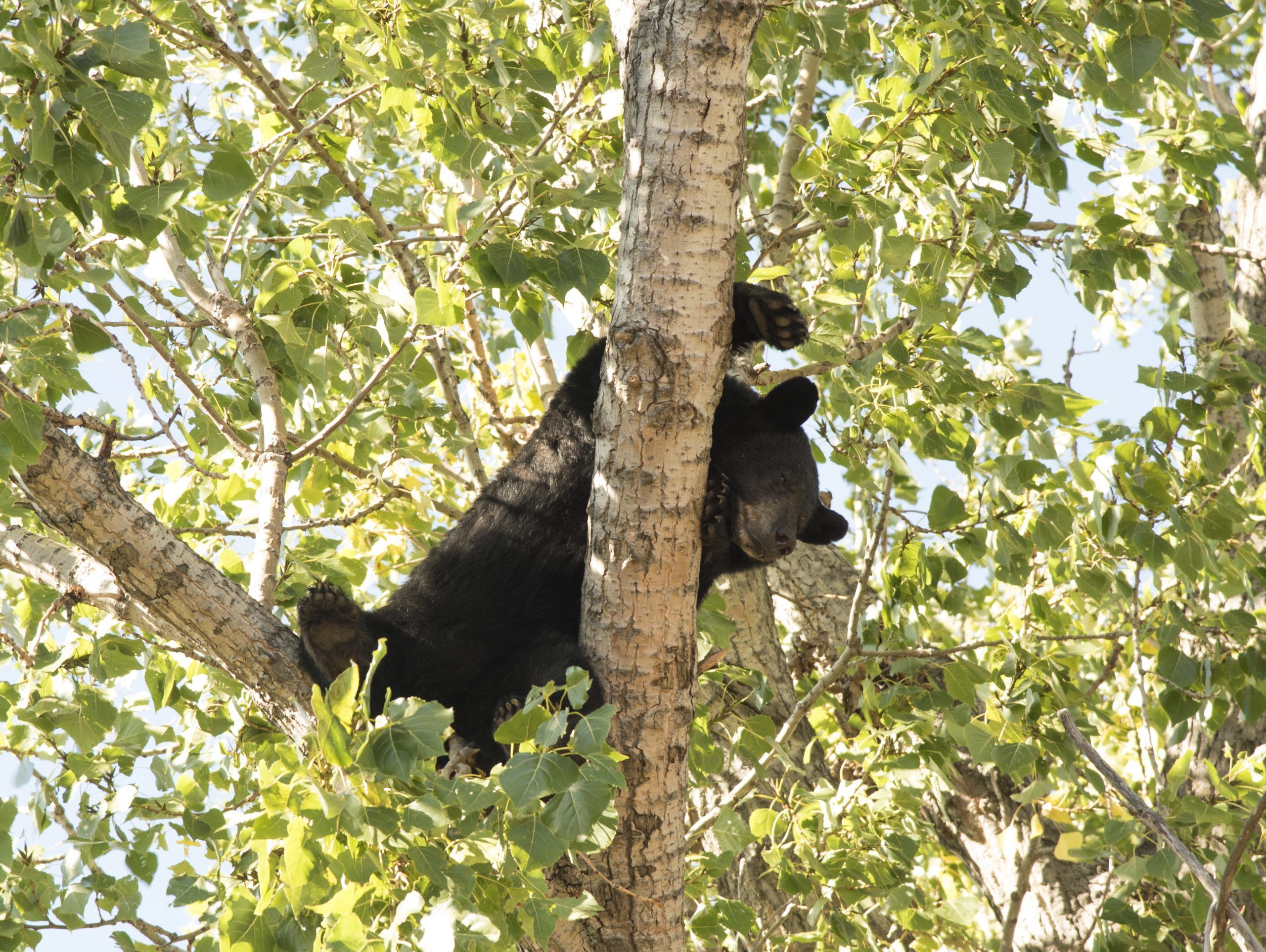 The bears are back in town. 