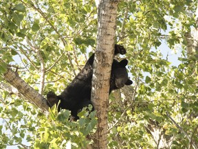 In this file photo, a black bear relaxes in a tree behind Catalina Court in the city’s south end. He was attracted to the crab apples and berries in the area, and afraid of the dogs on the street, so he took refuge in the tree each afternoon for a couple of weeks.