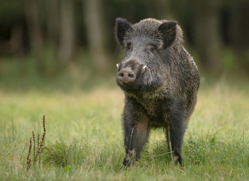 Wild pigs added to invasive species list | Ontario Farmer