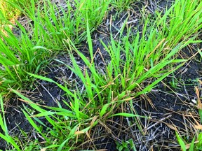 Leaf necrosis (browning) observed after a few days where the night-time temperatures reached 0°C or lower. This picture was taken in a herbicide trial where necrosis was more severe when an overlap rate of certain herbicides were applied. Historically, this injury has not resulted in yield reductions when occurring at growth stage 30 or less.