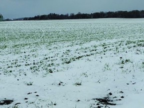 Figure 1, April 21, 2021: Snow on alfalfa established in 2020
