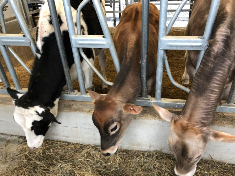 Students are adopting cows | Ontario Farmer