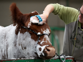 agribition