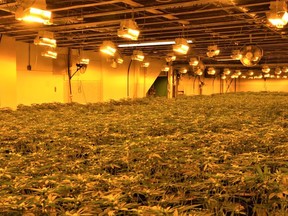 Coordinated police teams have uncovered a massive marijuana grow operation at a commercial building in the east end of Belleville. The grow-op contained an estimated 7,000 plants that when fully grown would be worth $7 million in street value. BELLEVILLE POLICE