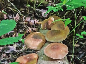 The Ontario Woodlot Association Quinte Chapter will hold a short annual general meeting and Mushroom Hunting 101 online via ZOOM Saturday, May 15. SUBMITTED PHOTO