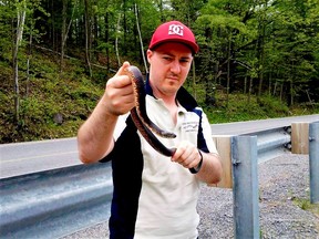 Matt Ellerbeck helps move a water snake off of the road to prevent it from being hit. (SUBMITTED PHOTO)