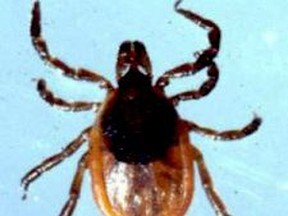 A flat female tick is shown in this image provided by the Leeds, Grenville and Lanark District Health Unit.