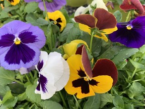 Pansies are the most cheerful of flowers. Their long lasting, brightly coloured petals are sure to put a smile on the gloomiest of faces, writes gardening expert John DeGroot/. John DeGroot photo