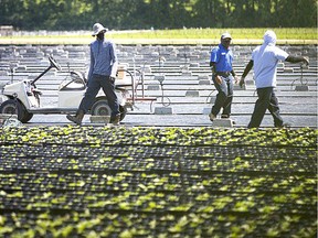 Farm worker vaccinations are expected to start this week. Shown in this 2020, file photo, migrant workers work in the fields on a farm in Kingsville. Dax Melmer/Windsor Star