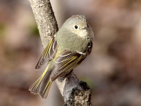 Birds Canada has joined the call for the Municipality of Chatham-Kent to prevent deforestation out of concern for the impact it could have on the habitat for birds, such as this ruby crowned kinglet photographed in a woodlot in Chatham last April. Ellwood Shreve/Chatham Daily News/Postmedia Network